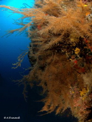 Reef at 30 meters down, Playa Chica, Lanzarote, Canary Is... by Alexia Dunand 